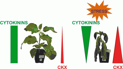 Regulation of pool of active cytokinins under drought stress